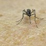 Chikungunya, vaccino in Italia dal 30 ottobre Chikungunya, vaccino in Italia dal 30 ottobre