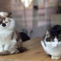 Da randagi a pattuglia anti-topi, famiglia di gatti diventa star in aeroporto cinese