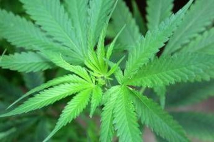 Cannabis, cannabidiolo nuovo alimento: ecco limite provvisorio per assunzione sicura