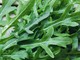 Dalla rucola un aiuto contro obesità e glicemia alta, lo studio Dalla rucola un aiuto contro obesità e glicemia alta, lo studio