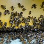 Giornata mondiale delle api, Wwf: &quot;Oltre il 40% degli impollinatori rischia l’estinzione&quot;