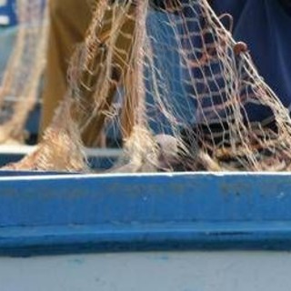 Salmonella nelle telline di Maccarese, stop temporaneo a raccolta e consumo Salmonella nelle telline di Maccarese, stop temporaneo a raccolta e consumo