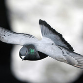 I piccioni nel bilancio delle città, migliaia di euro per pulire I piccioni nel bilancio delle città, migliaia di euro per pulire