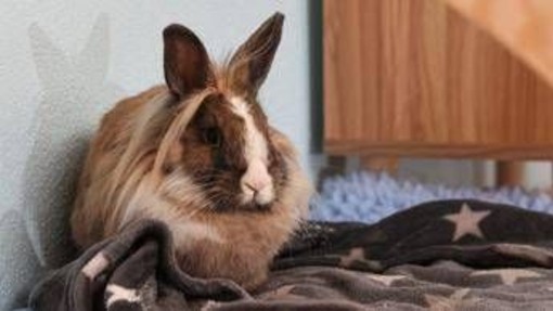 Allarme leishmaniosi in Europa, cos'è la malattia e quali animali la trasmettono Allarme leishmaniosi in Europa, cos'è la malattia e quali animali la trasmettono