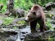 Orso abbattuto a Yellowstone, aveva imparato a rubare cibo a campeggiatori