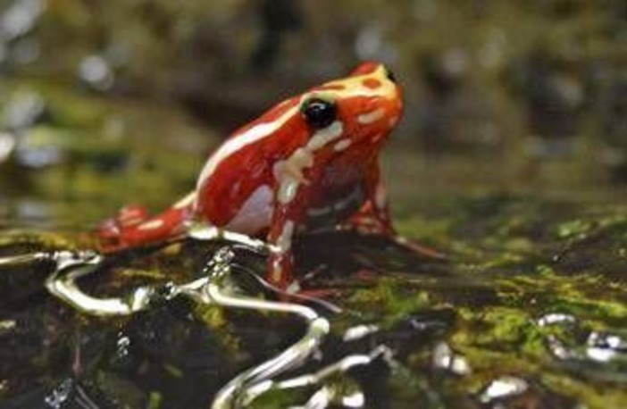 Epibatidina, tossina della rana freccia: cos'è il veleno che potrebbe aver ucciso Navalny