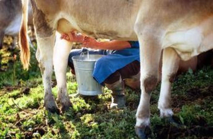Latte crudo e batteri, le regole per non correre rischi Latte crudo e batteri, le regole per non correre rischi