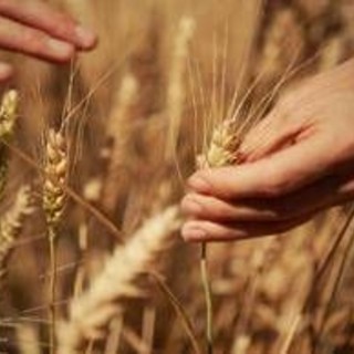 Mondelez, Mangiarotti: &quot;Con Harmony supportiamo introduzione di tecniche di agricoltura rigenerativa&quot;