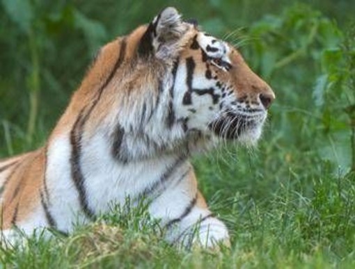 Scavalca il recinto e viene sbranato da una tigre allo zoo: tragedia nello Yorkshire Scavalca il recinto e viene sbranato da una tigre allo zoo: tragedia nello Yorkshire