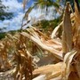 El Niño e l'allarme Ocse: "Al 95% sarà molto intenso, impatto su raccolti e prezzi alimentari" El Niño e l'allarme Ocse: "Al 95% sarà molto intenso, impatto su raccolti e prezzi alimentari"