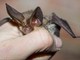 Pipistrello africano tra i vicoli di Lampedusa, scoperta nuova specie in Europa