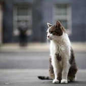 Gatto Larry compie 15 anni di servizio, è Chief Mouser a Downing Street