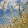 Salvi i pozzi per irrigazione agricola, dalla Regione un uso razionale delle risorse idriche (foto di repertorio)