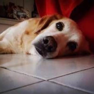 Lumache killer, allarme infezioni nei cani: dobbiamo preoccuparci?