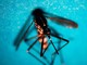 Da inizio anno 718 casi di West Nile in Italia, 49 decessi