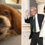 Fagnani e Mentana, addio alla cagnolina Bice: "Il dolore è profondo" Fagnani e Mentana, addio alla cagnolina Bice: "Il dolore è profondo"