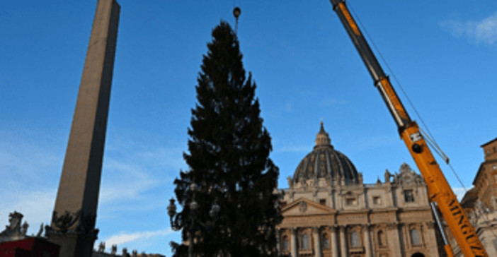 Piazza San Pietro, arriva il Natale: innalzato l'abete gigante da 27 metri