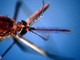 West Nile, seconda vittima nel Lazio: era ricoverato allo Spallanzani