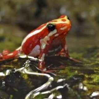 Epibatidina, tossina della rana freccia: cos'è il veleno che potrebbe aver ucciso Navalny Epibatidina, tossina della rana freccia: cos'è il veleno che potrebbe aver ucciso Navalny