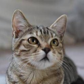 Gatto scompare per 10 anni, poi si presenta... al compleanno della padrona Gatto scompare per 10 anni, poi si presenta... al compleanno della padrona