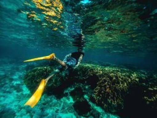 Italiani morti alle Maldive durante immersione, lo pneumologo: "Con concentrazioni elevate l’ossigeno diventa tossico" Italiani morti alle Maldive durante immersione, lo pneumologo: "Con concentrazioni elevate l’ossigeno diventa tossico"