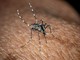 In Italia 351 casi di West Nile, 22 i decessi