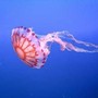 Medusa ortica, così provoca dolore e morte delle cellule: eparina protegge dal veleno Medusa ortica, così provoca dolore e morte delle cellule: eparina protegge dal veleno