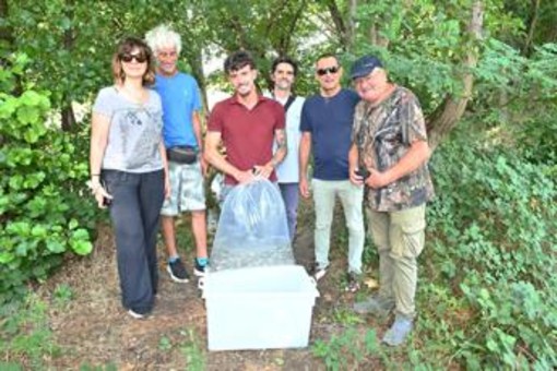 Gruppo Cap, 2.500 alborelle cresciute nel depuratore di Canegrate tornano nei fiumi lombardi Gruppo Cap, 2.500 alborelle cresciute nel depuratore di Canegrate tornano nei fiumi lombardi