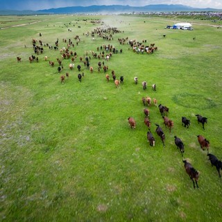 La Cina punta sulle sue praterie per migliorare l’ecosistema nazionale