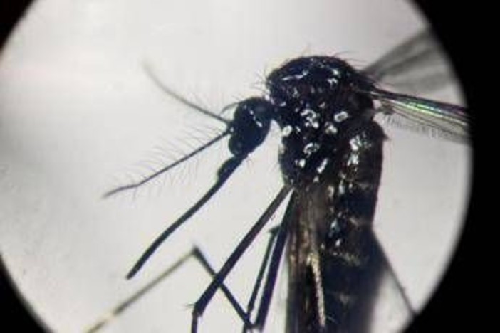 Dengue, in Italia quasi 700 casi in 2024. Torna allarme zanzare, Bassetti: &quot;Momento di agire&quot;