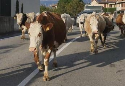 Mucche in strada, tre feriti e 7 bovini morti in scontro nell'Avellinese﻿