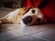 Lumache killer, allarme infezioni nei cani: dobbiamo preoccuparci?