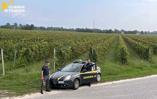 Vendemmia in nero, scoperti 25 braccianti irregolari nel trevigiano Vendemmia in nero, scoperti 25 braccianti irregolari nel trevigiano