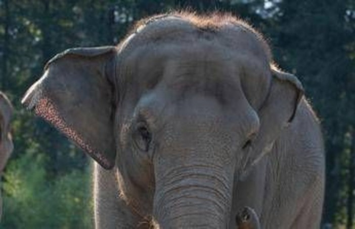 India, treno passeggeri travolge una mandria di elefanti: uccisi 8 esemplari