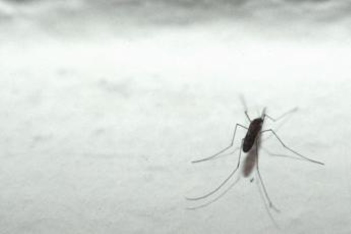 Malaria tornerà in Italia? L'esperto: &quot;No allarme ma guardia alta&quot;